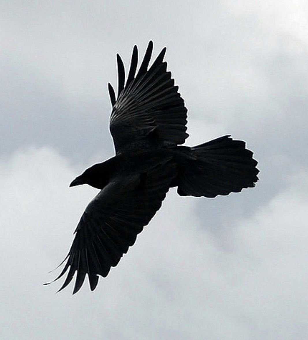 Огромные черные птицы. Размах крыльев ворона. Рейвен птица. Ворон в полете. Ворон летит.