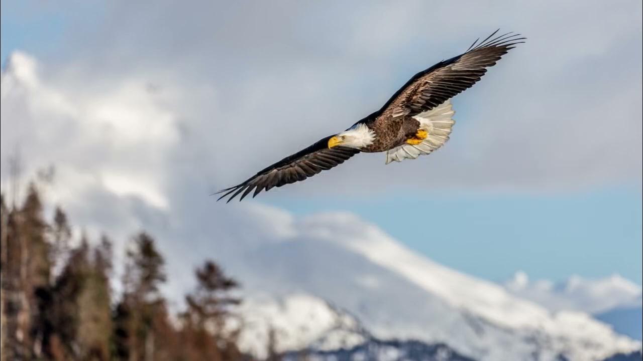 Другая... птица...