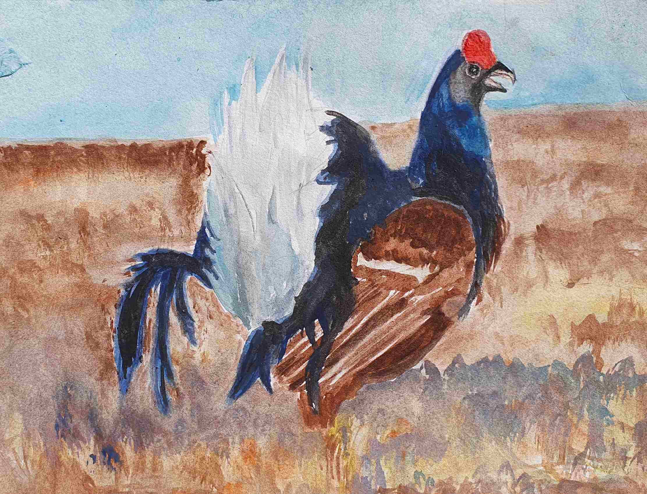 Тетерев сибирский