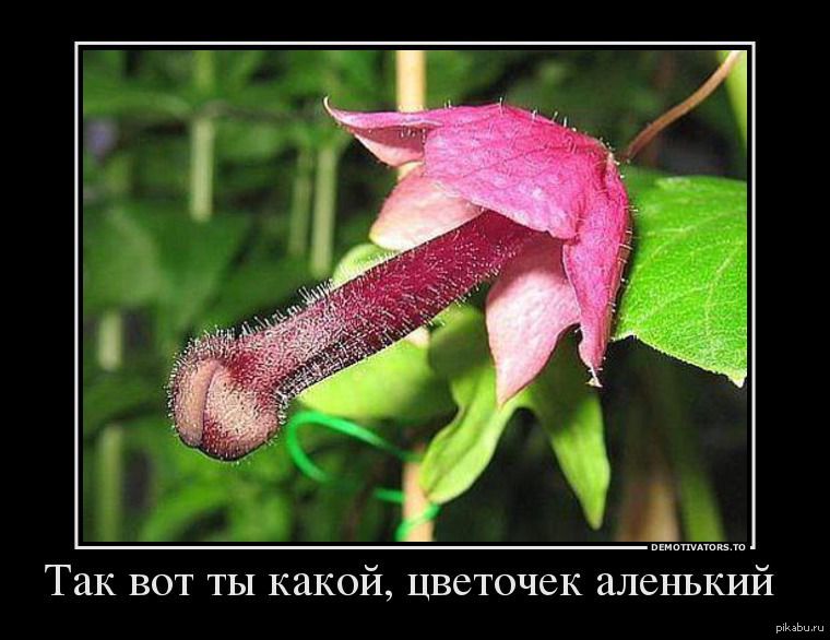 Аленький цветочек