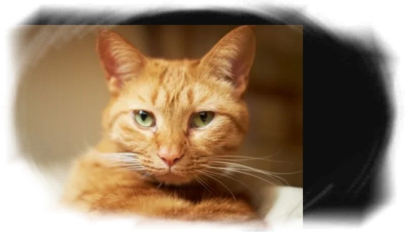 И смех, и слёзы...