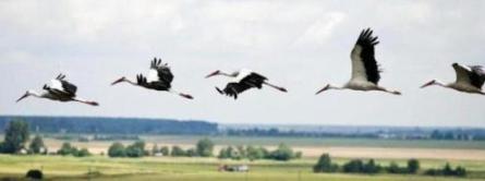 Редкая птица