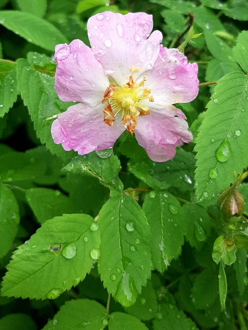 Майский дождь