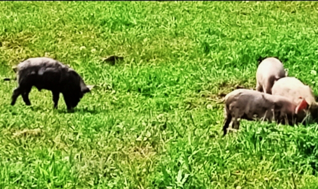 Смерть поросёнка Бори