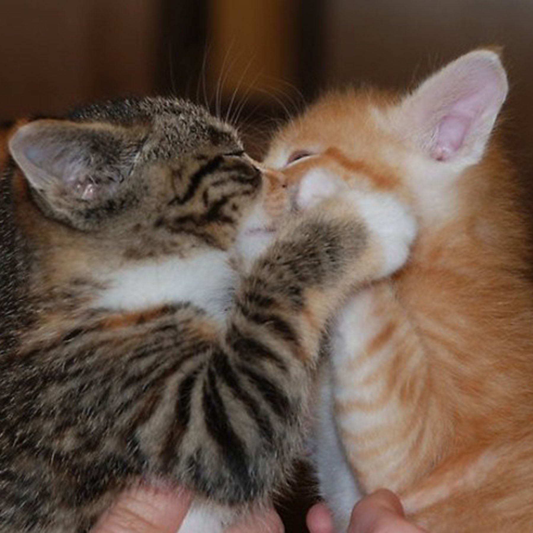 Пару милых кисок. Кошки обнимашки. Кошка целует. Котята целуются. Котята обнимаются.