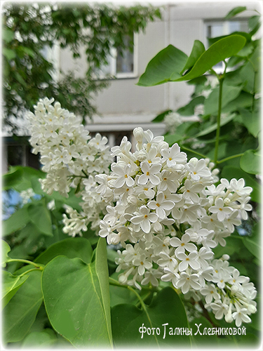 А у нас сейчас весна