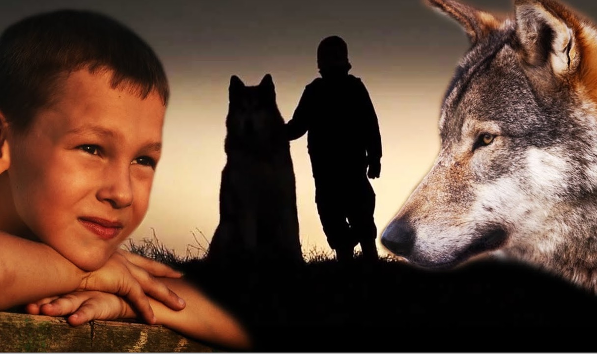 Немного о волках