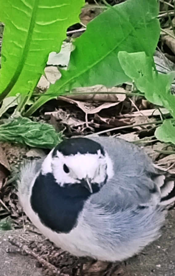 Господи, сделай нам Лето