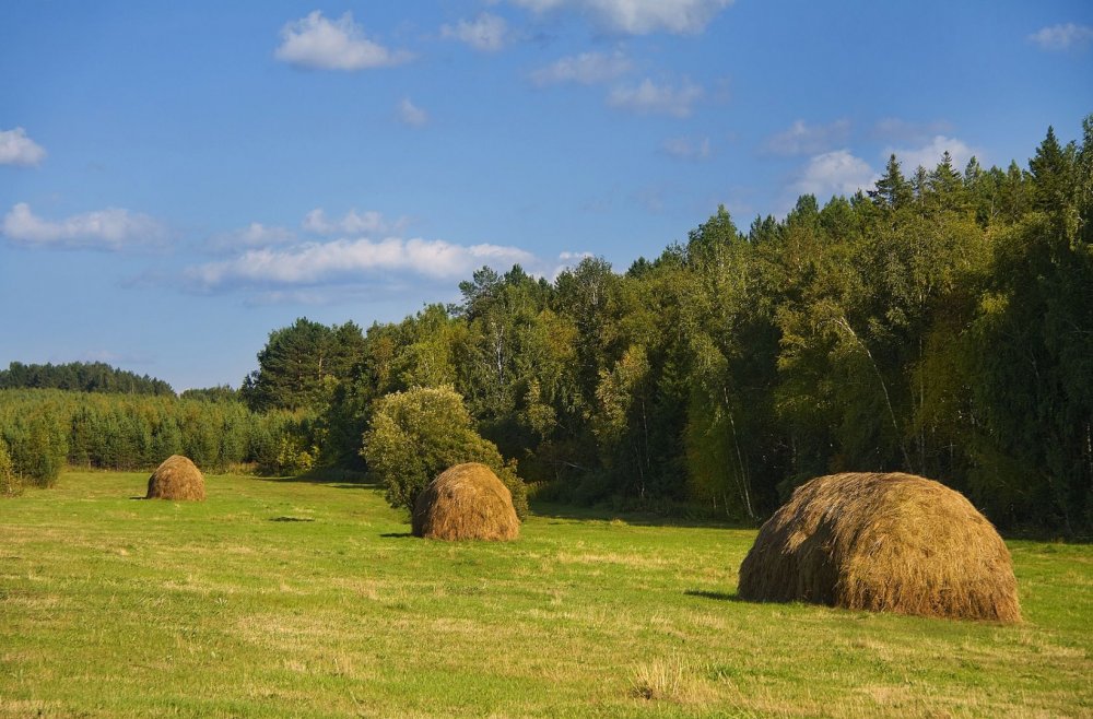 Лесная зарисовка