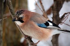 Точно передать в знаках фольклор