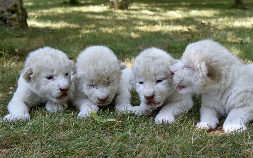 Купить Щенка Тайгана В России