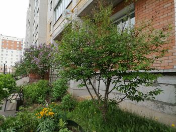 Сирень. Продолжение