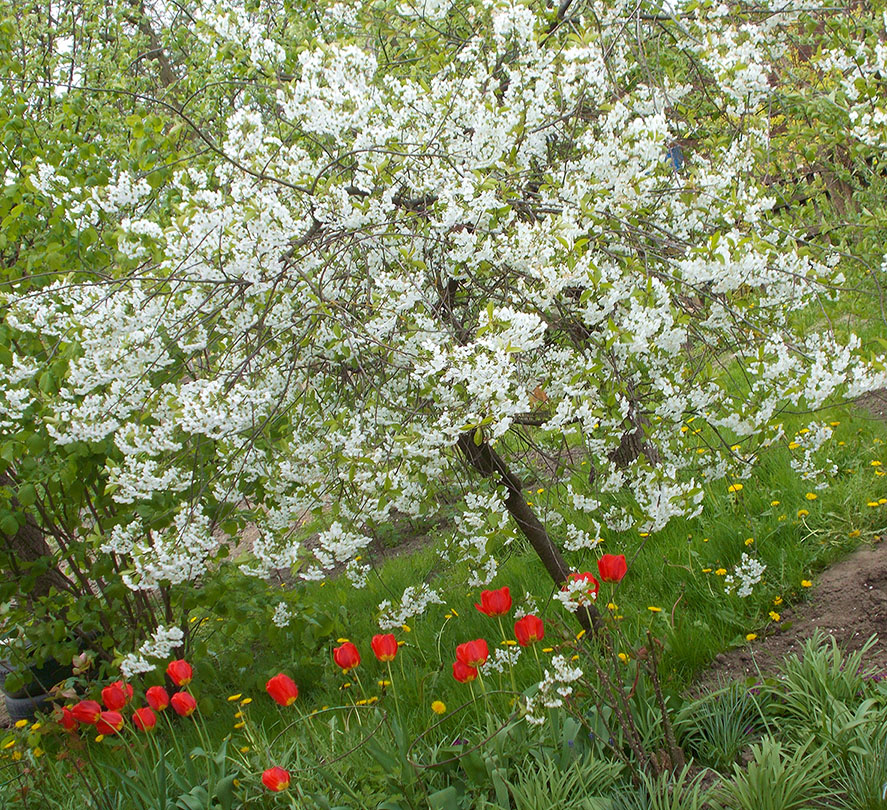 Пусть же играет святая гармонь!