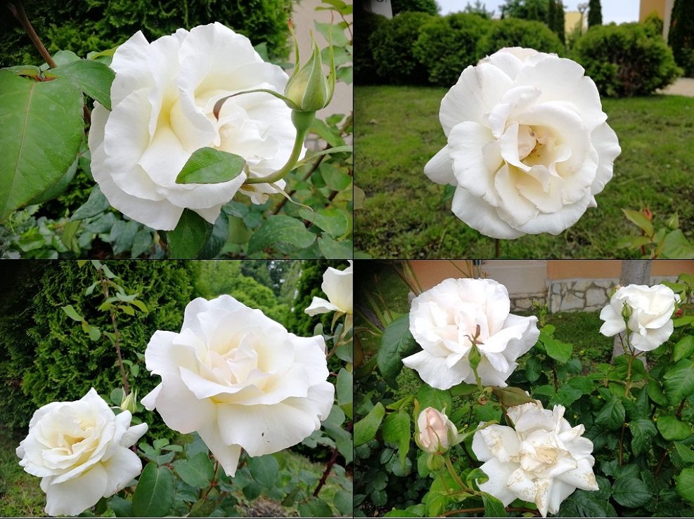 О любви к цветам ч. 5. Белые розы