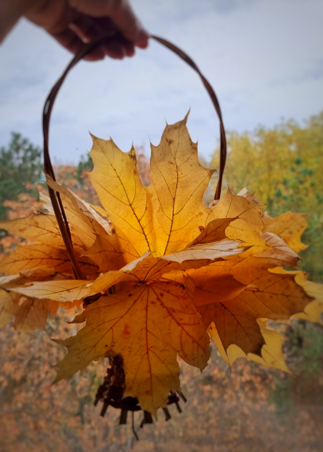 Расплескалось золото вокруг