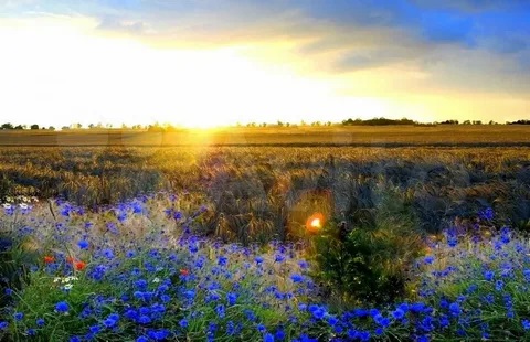 Лето красками ярко пылает