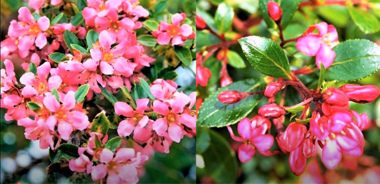 Иная Оптика - пусть света луч...