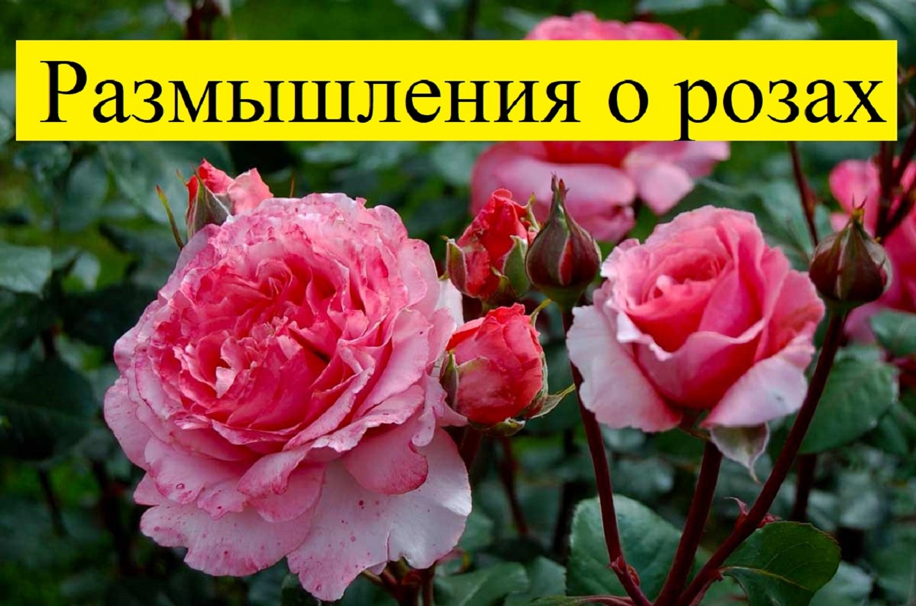 О любви к цветам. ч. 7. Эпилог