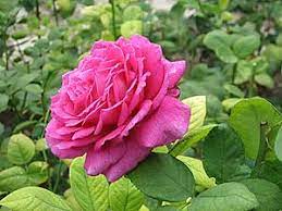 Опять в Болгарию лечу