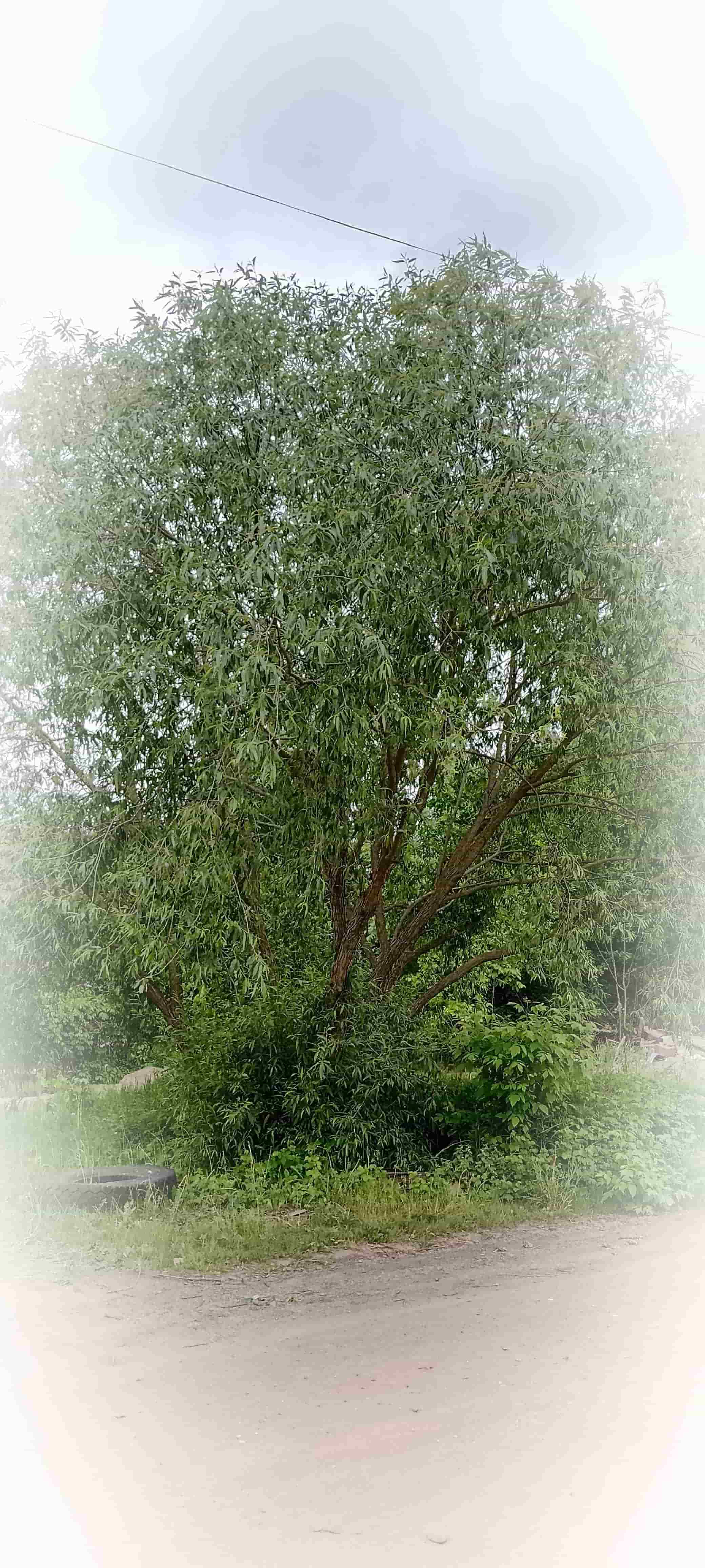 О чем плачут ивы?