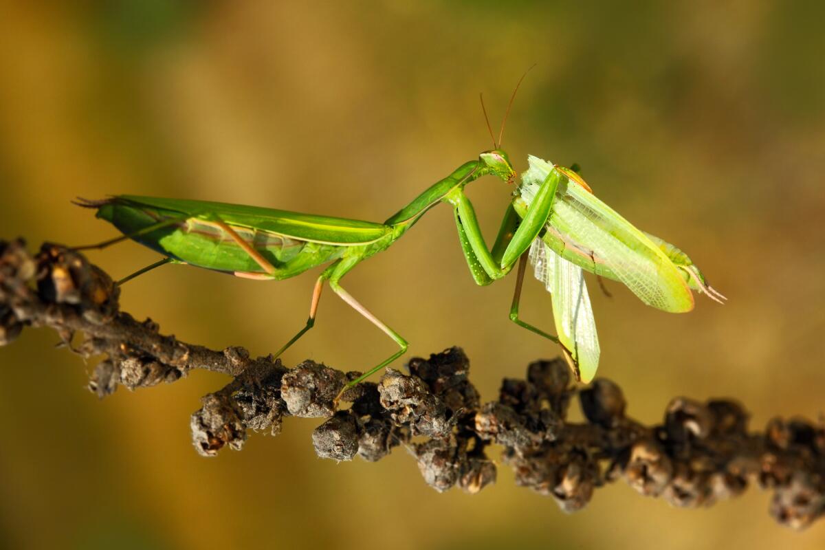 Богомол после спаривания съедает самца. Богомол Mantis religiosa самка. Богомол обыкновенный. Самка богомола насекомое. Самка богомола насекомое съедает самца.