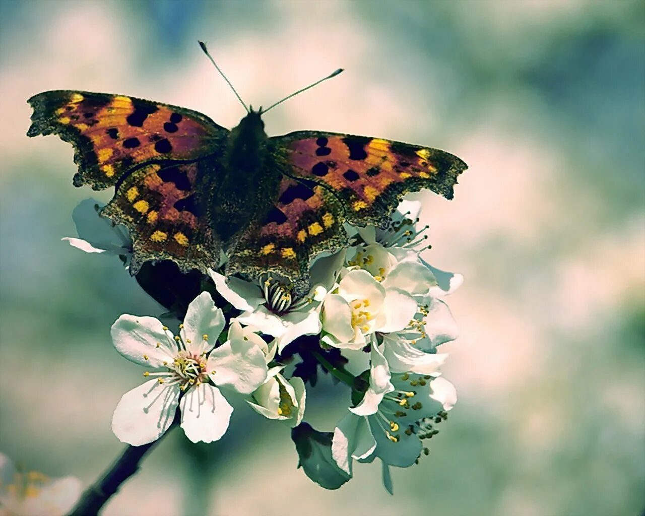 Огромные бабочки порхали. Бабочки. Бабочки летают. Полет бабочки. Бабочка взлетает.