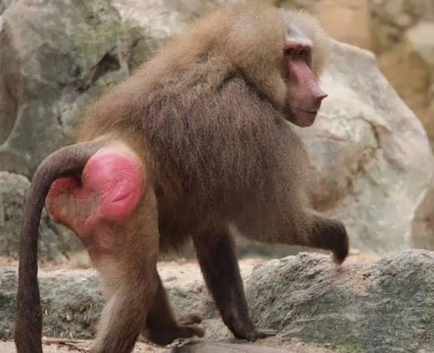 Пишет письмо Кутюрье павиан...