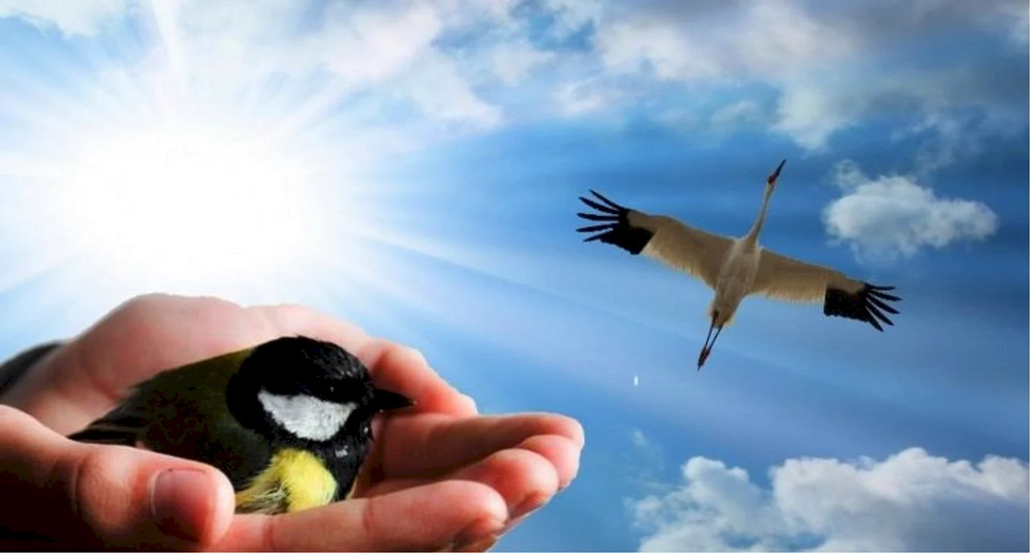 Лучше синица в руках...