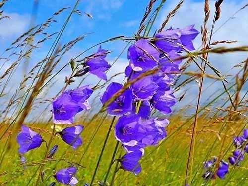 Синий колокольчик