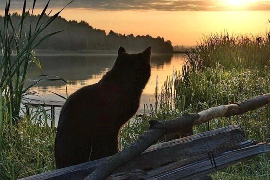 Ярославский кот