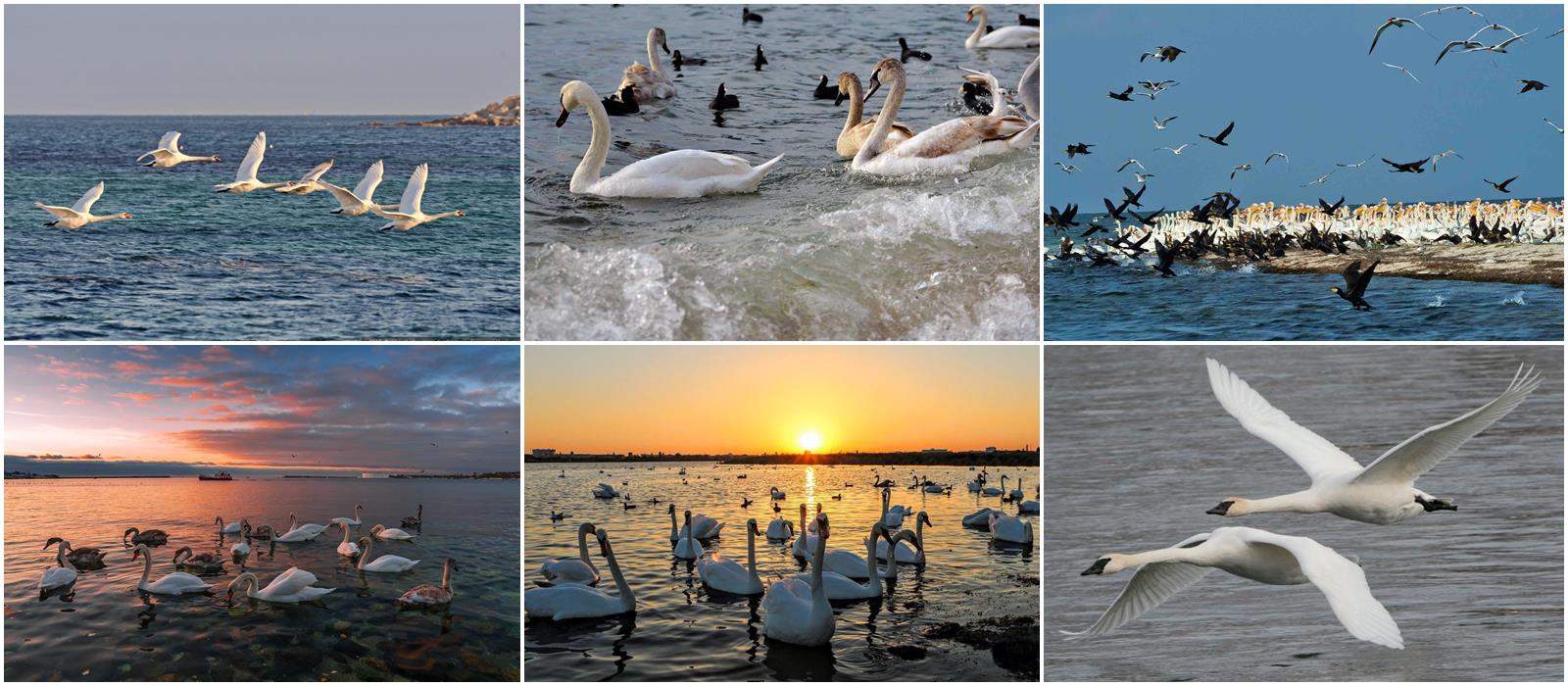 Лебяжьи острова