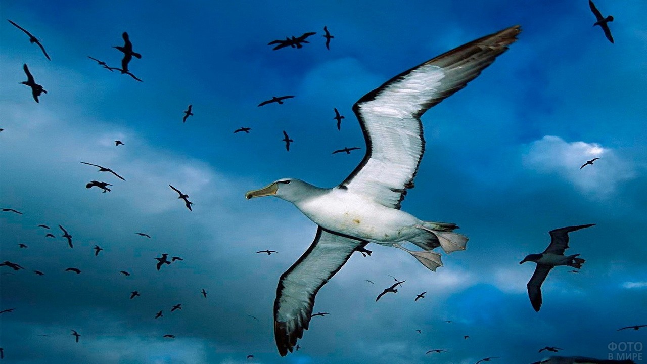 Кормите птиц...