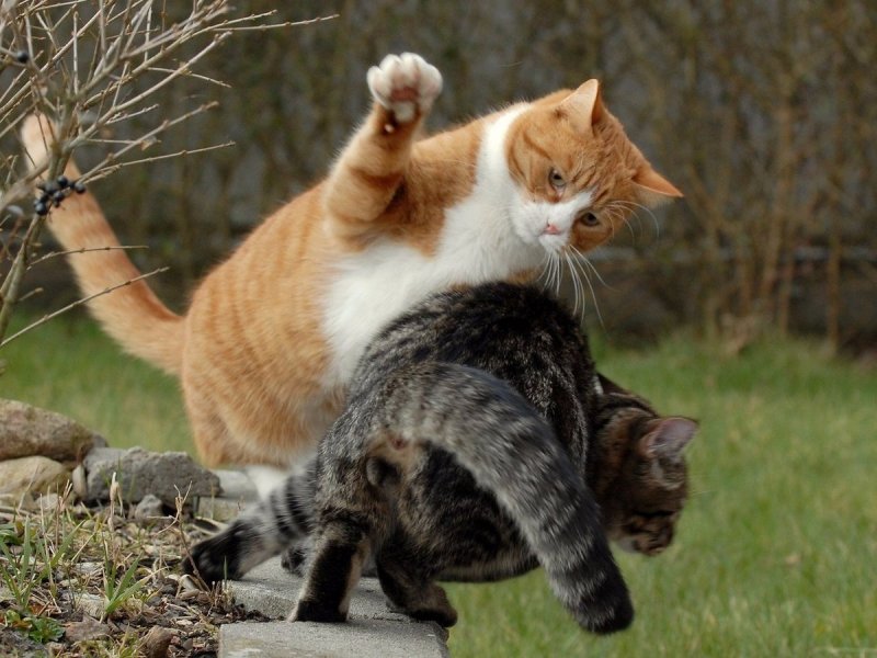 Если тебе роют яму...