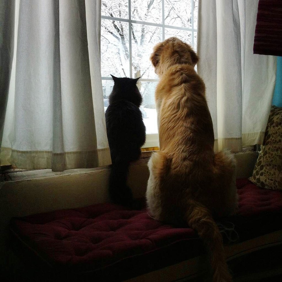 Соскучилась по дому. Кошка ждет. Кот на окне. Кошка ждет хозяина. Котик ждет у окна.