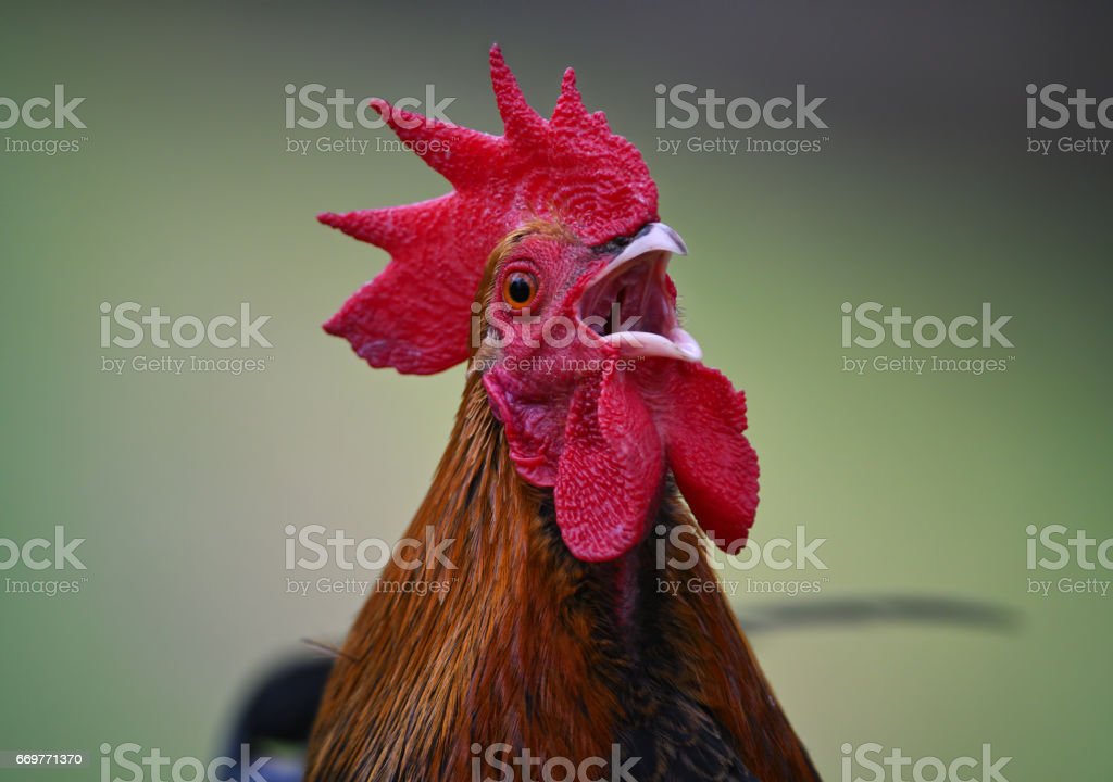 Рецензия на стихи КРАЙ ЧИ Поёт петух...