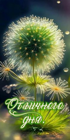 Летних дней