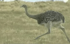 Странный страус