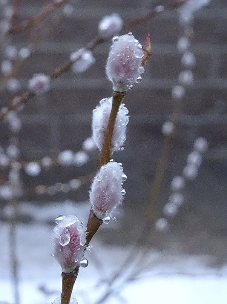 Когда растает снег