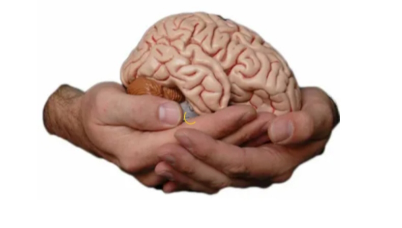Пальцы рук и мозг. Мозг в руках. Мозг в руках изображение. Мозг руки подарок. Протянутая рука с мозгом.