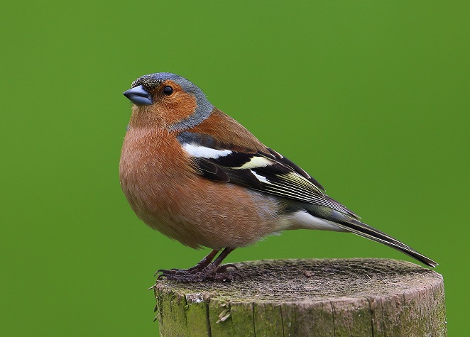 Угадай птицу 9. Загадка