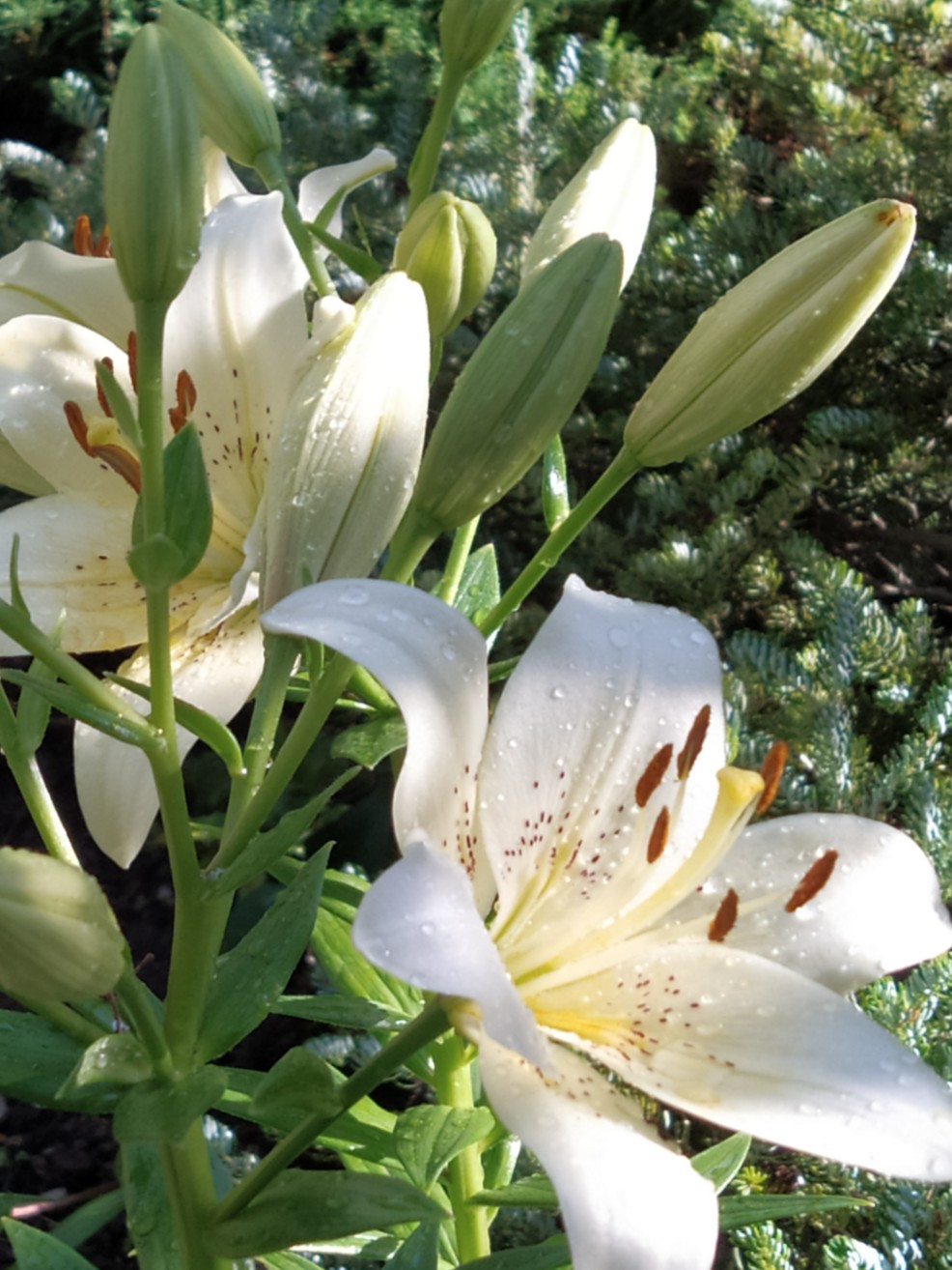 Натяни свои струны дождь...