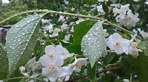 Ах, если был бы я дождём...