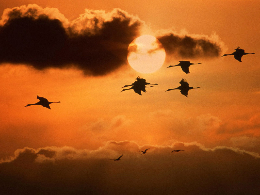 Журавли летят на юг