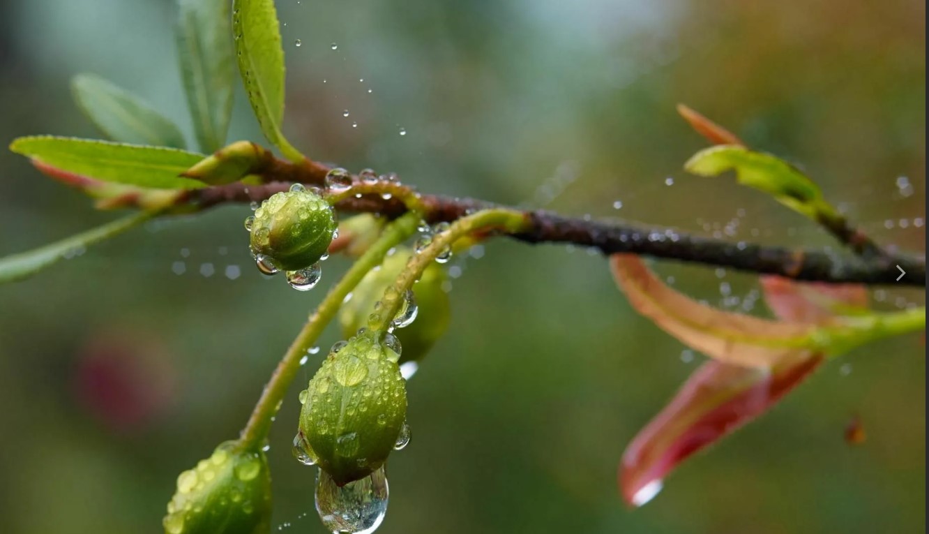 Весенний дождик