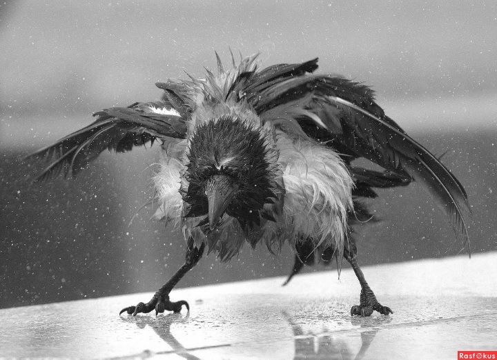 У тщеславия длинные руки