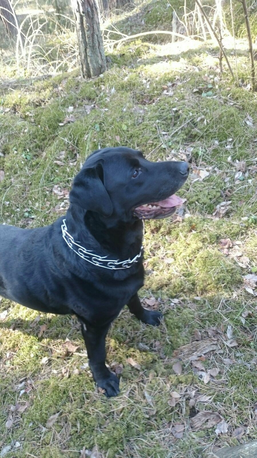 89 - В день собак