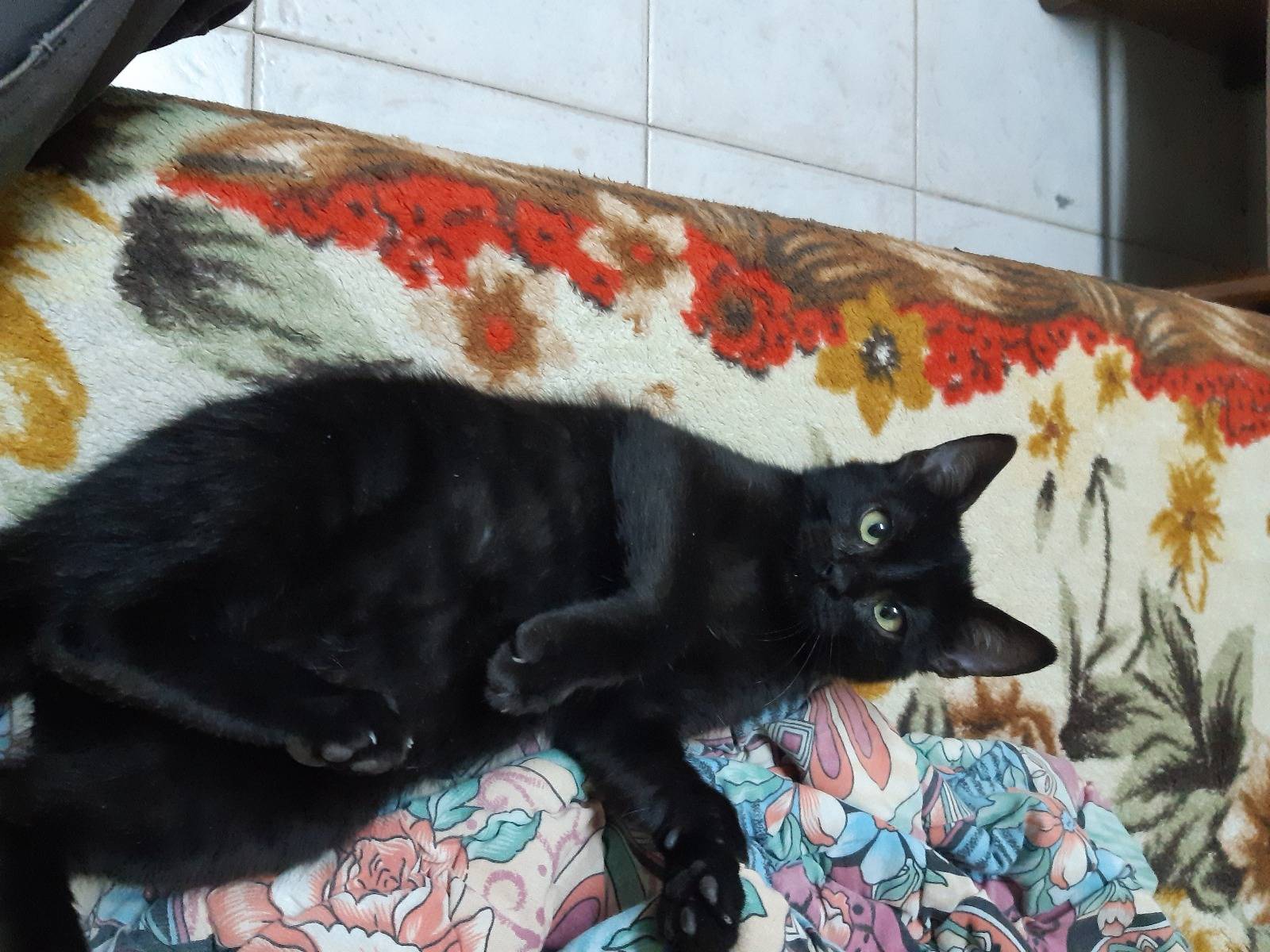 Кот Черныш. Шутка