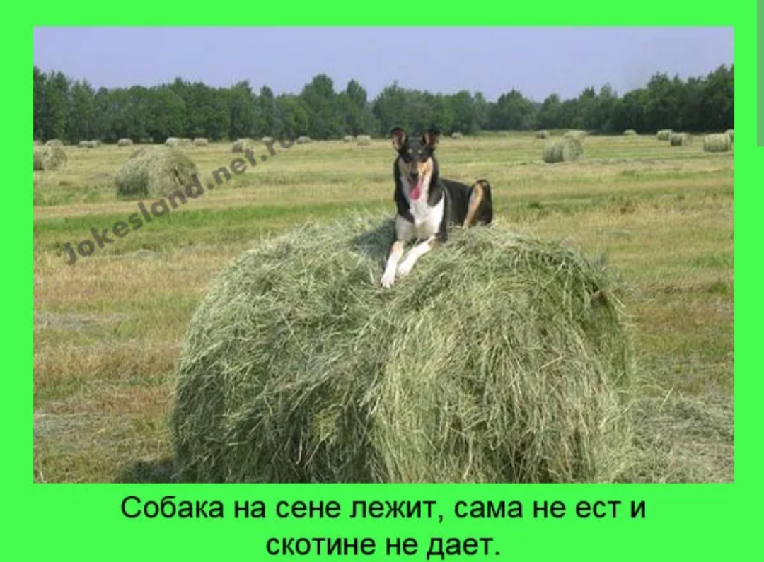 На сене лежит сама. Собака на сене. Собака на сене юмор. Собака на сене лежит сама не ест и скотине не дает. Собака на сене фразеологизм.