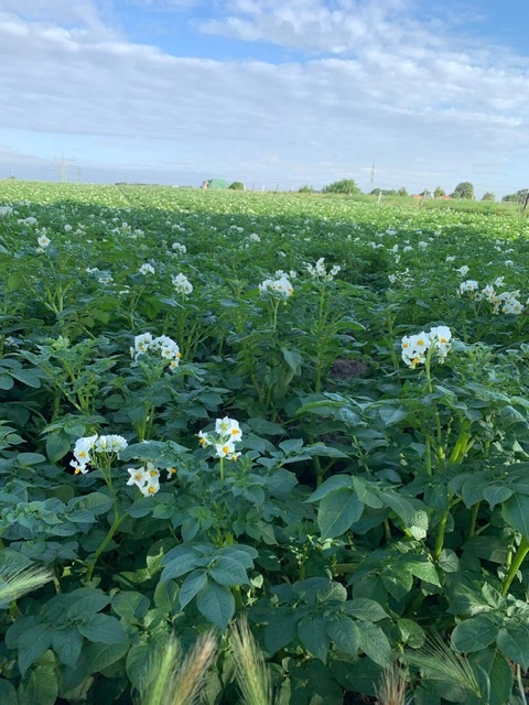 Цветёт картофель!