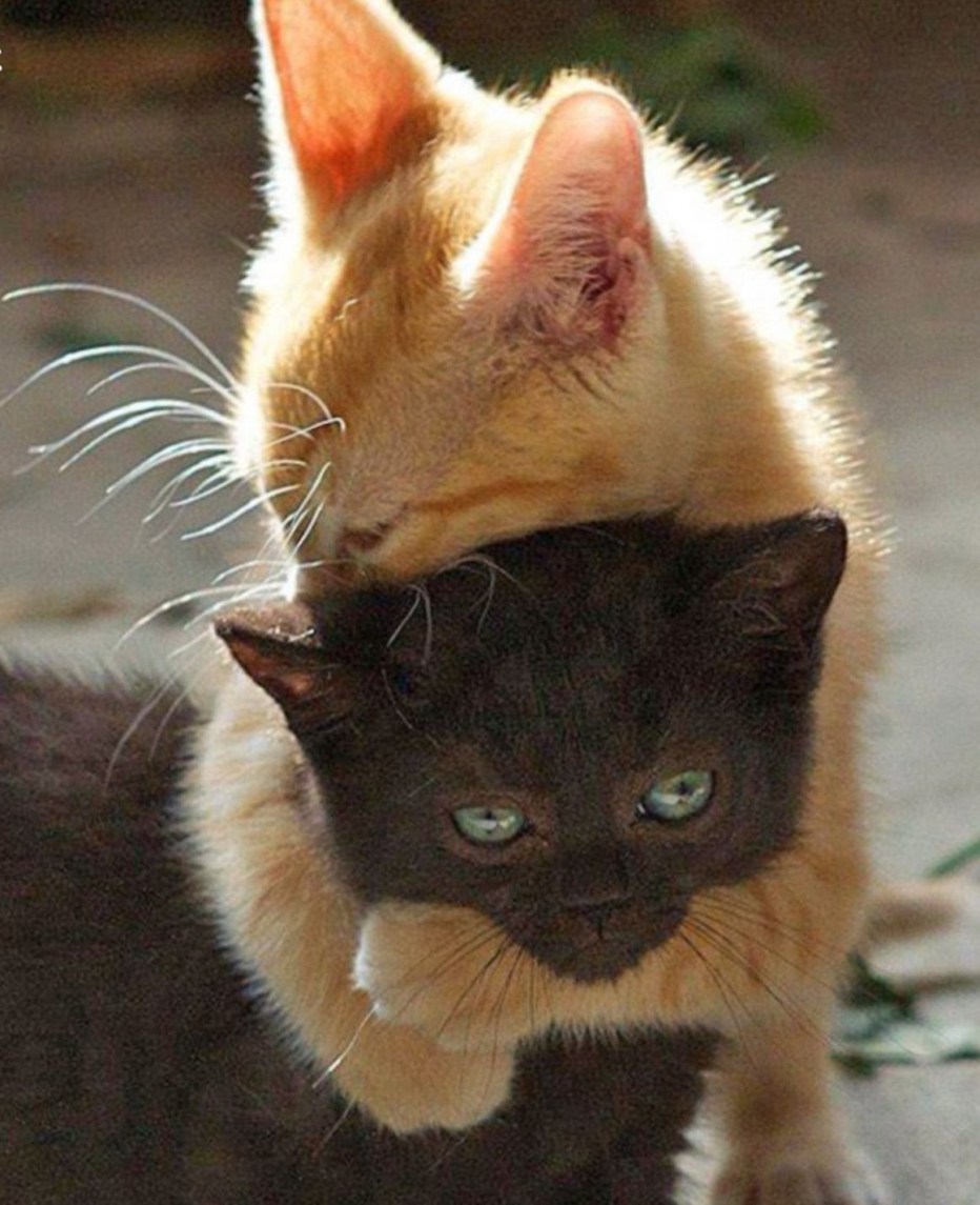 где фотографии котика